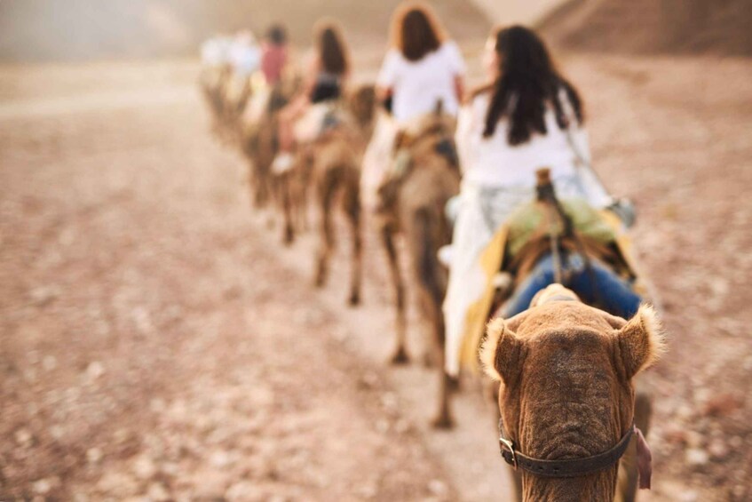 Picture 1 for Activity Agadir: Sunset Camel Ride - Flamingo River