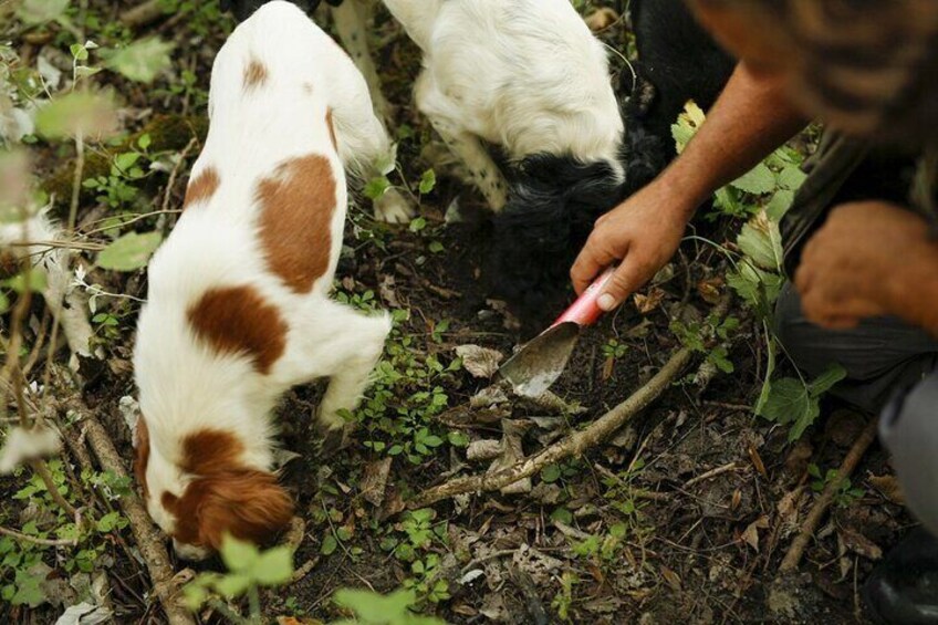 Tuscany Truffle Hunt: a 5 hours Gourmet Culinary Adventure 