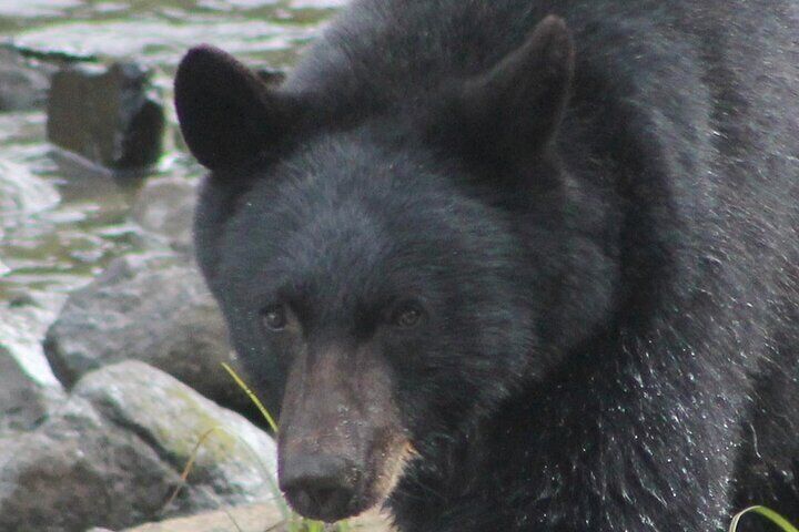 Momma Bear at Herring Cove.