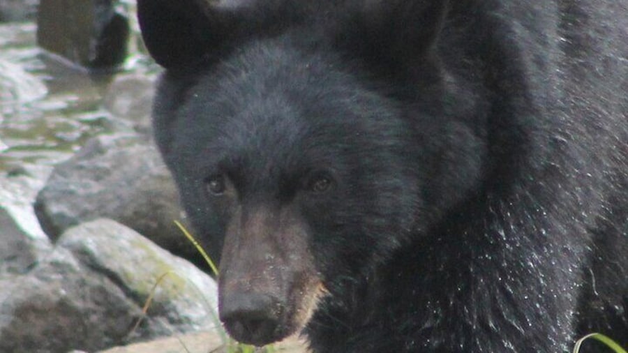 Momma Bear at Herring Cove.