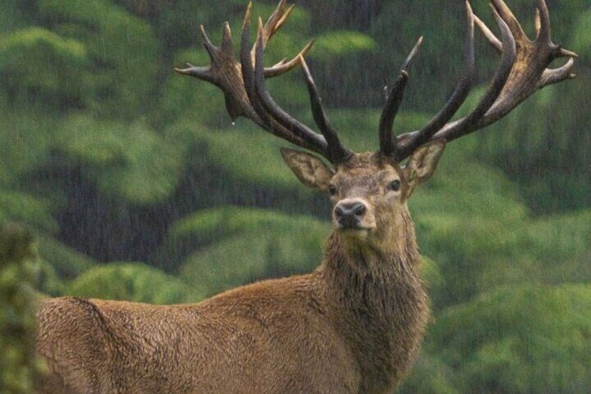 Deer at the top of the Minden (view point)
