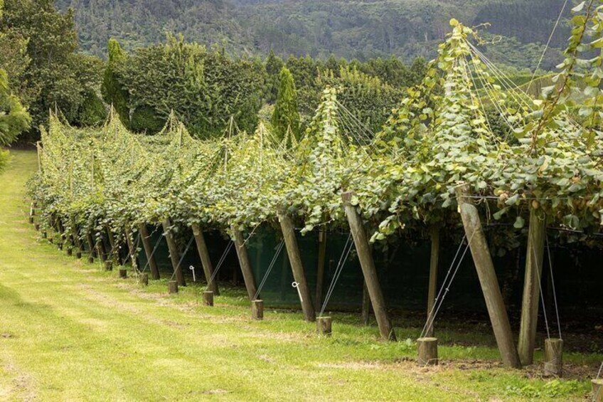 Kiwifruit Orchard