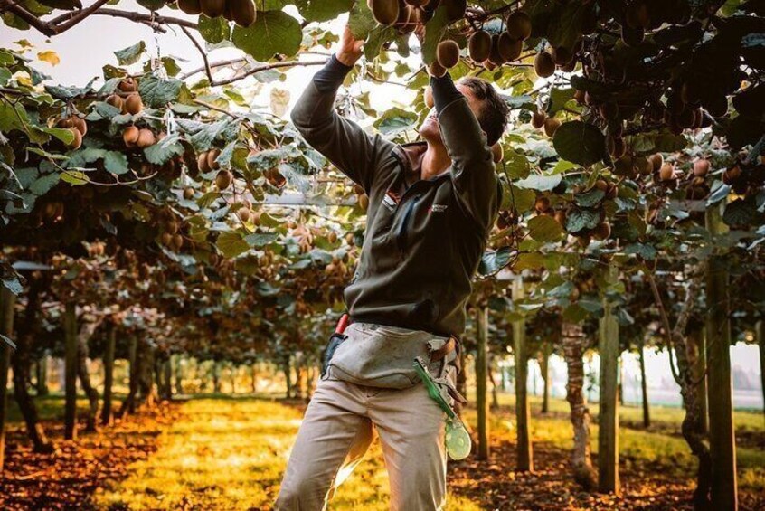 Kiwifruit Orchard 