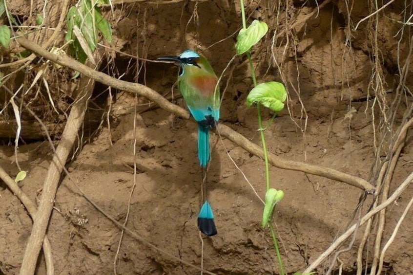 Jungle Safari in Playa Samara