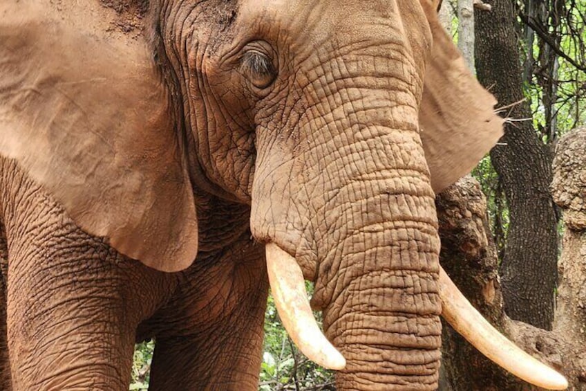 You will get a good look at the tusks of elephants