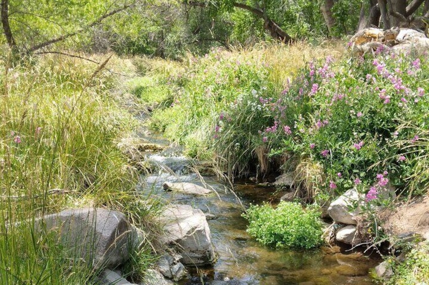 Silver City San Vicente Creek Guided Hike