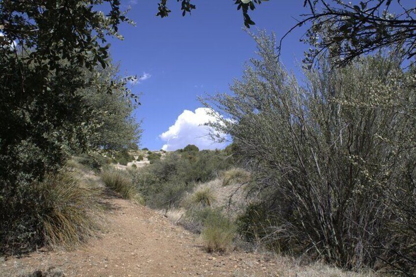 Silver City San Vicente Creek Guided Hike
