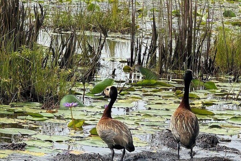 Half day shoe bill tracking at Mabamba Swamps