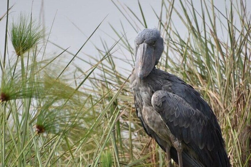 Half day shoe bill tracking at Mabamba Swamps