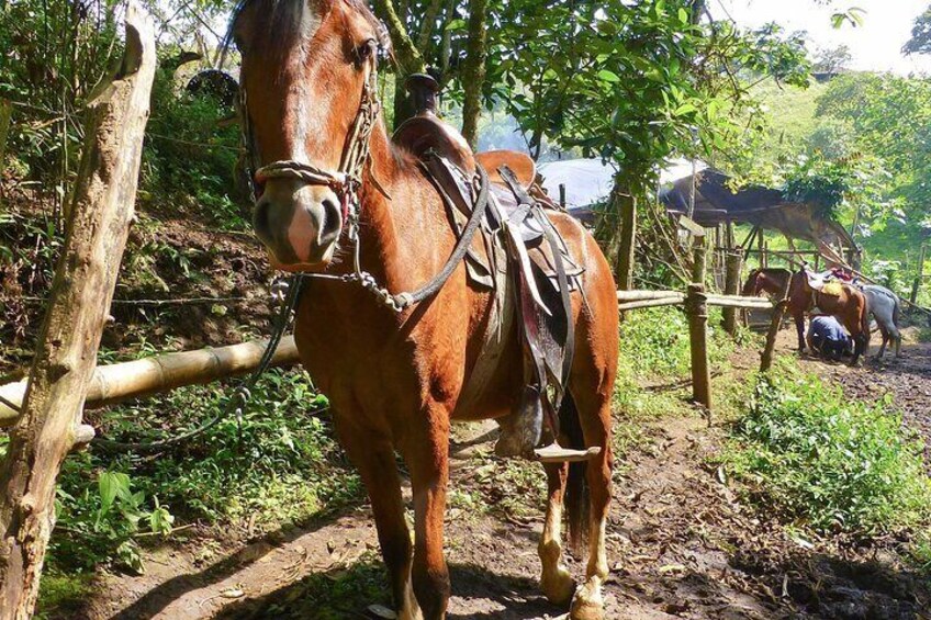 Horseback-Riding Tours in San Agustín