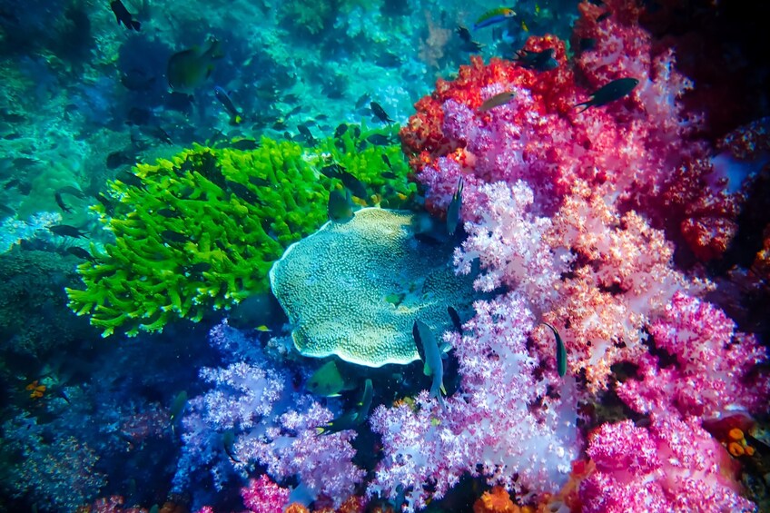 Experience the Koh Lipe Frontier in the Eastern Adang Archipelago