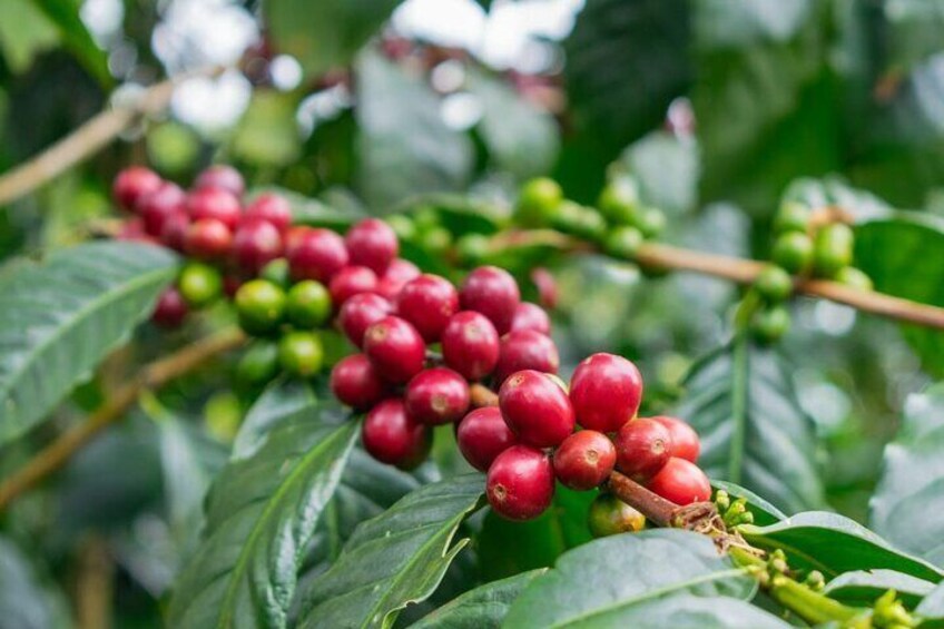 San Agustín with Chaska Tours (Coffee Farm)