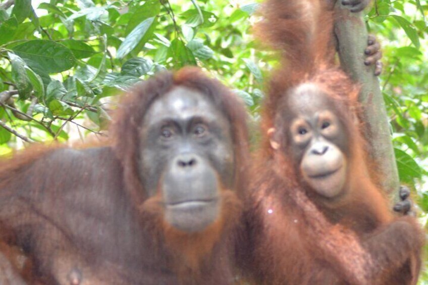 3 Days Share Cost Orangutan Houseboat Tour Tanjung Puting