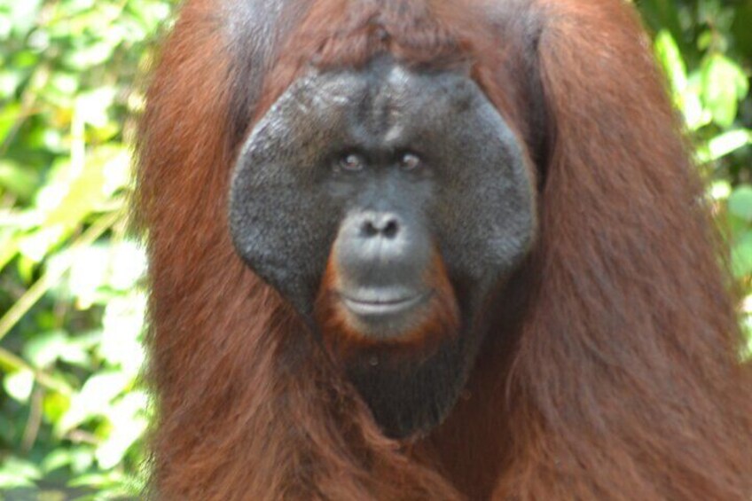 3 Days Share Cost Orangutan Houseboat Tour Tanjung Puting