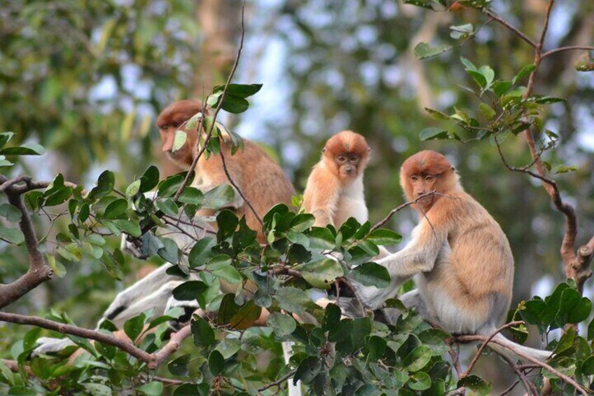 Orangutan Houseboat Kelotok Tanjung Puting 3 Days Share Cost 