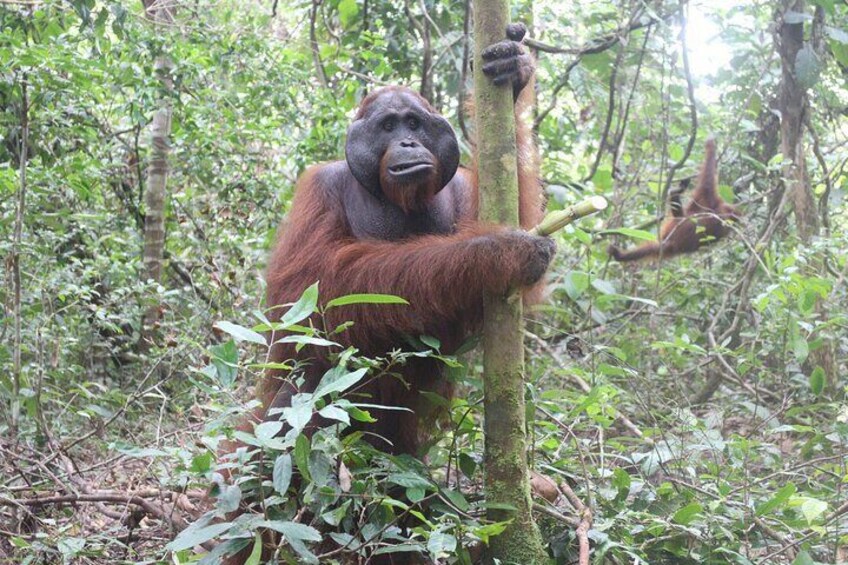 3 Days Share Cost Orangutan Houseboat Tour Tanjung Puting