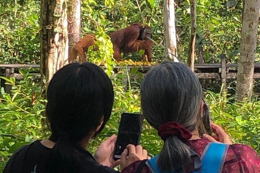 Orangutan Houseboat Kelotok Tanjung Puting 3 Days Share Cost 