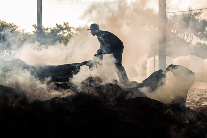 Agave Cooking