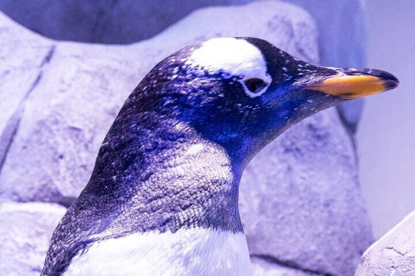 At the Top, Burj Khalifa + Dubai Aquarium Combo Ticket