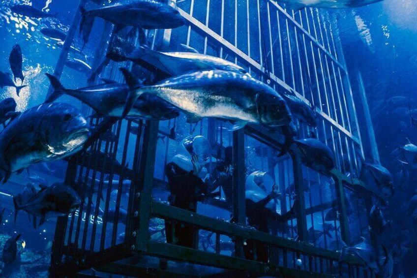 At the Top, Burj Khalifa + Dubai Aquarium Combo Ticket