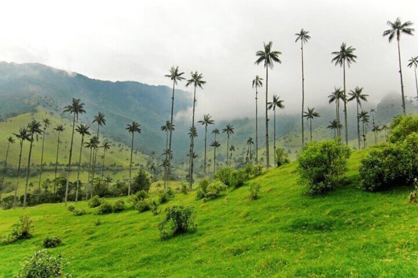 Full Day Private Tour to Valle del Cócora and Salento