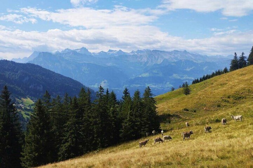 Rigi Scheidegg Tour