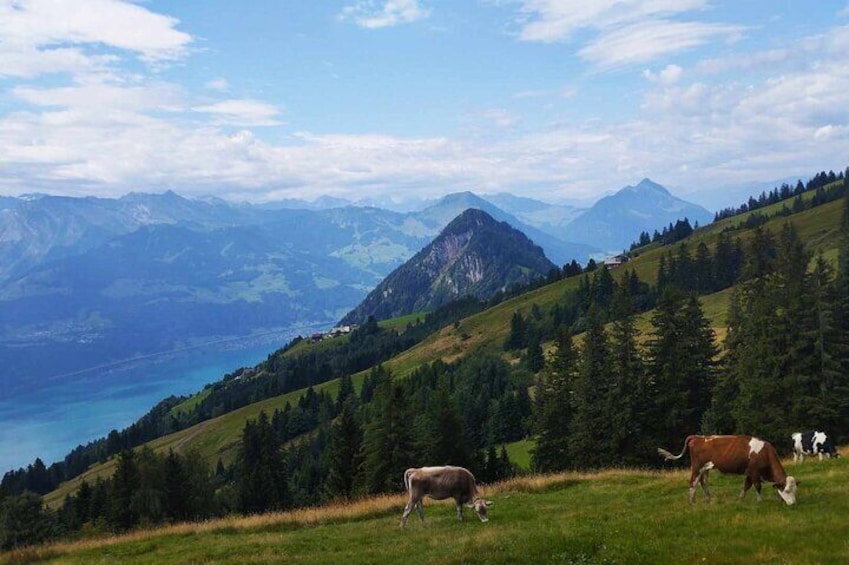 Rigi Scheidegg Tour