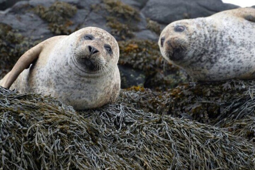 Skye seals