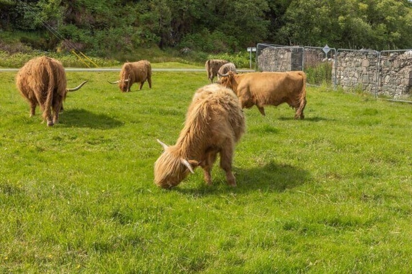 Heilan Coos