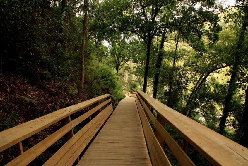 Picture 10 for Activity From Porto: 516 Arouca Bridge and Paiva Walkways Guided Tour