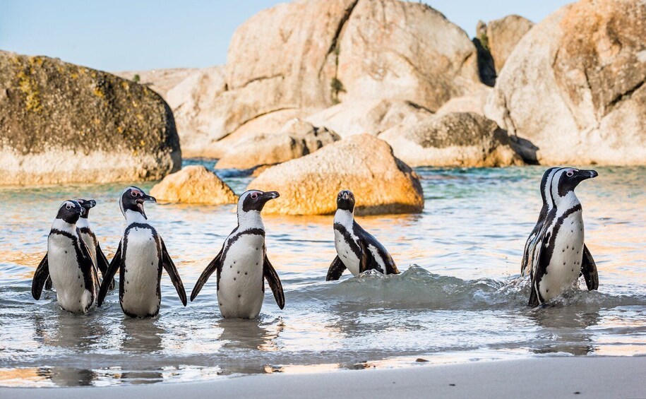 Picture 3 for Activity Table Mountain, Boulder's Penguins & Cape Point Private Tour