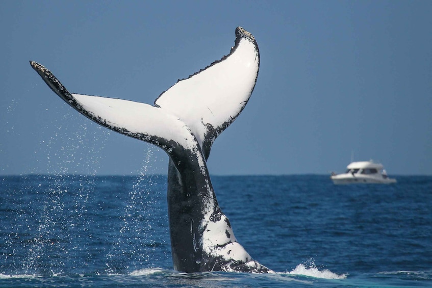 Picture 5 for Activity Sydney: 2-hour Express Whale Watching Cruise
