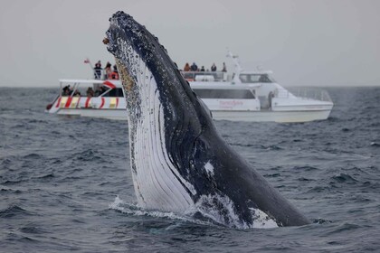 Sídney: crucero exprés de 2 horas para observar ballenas