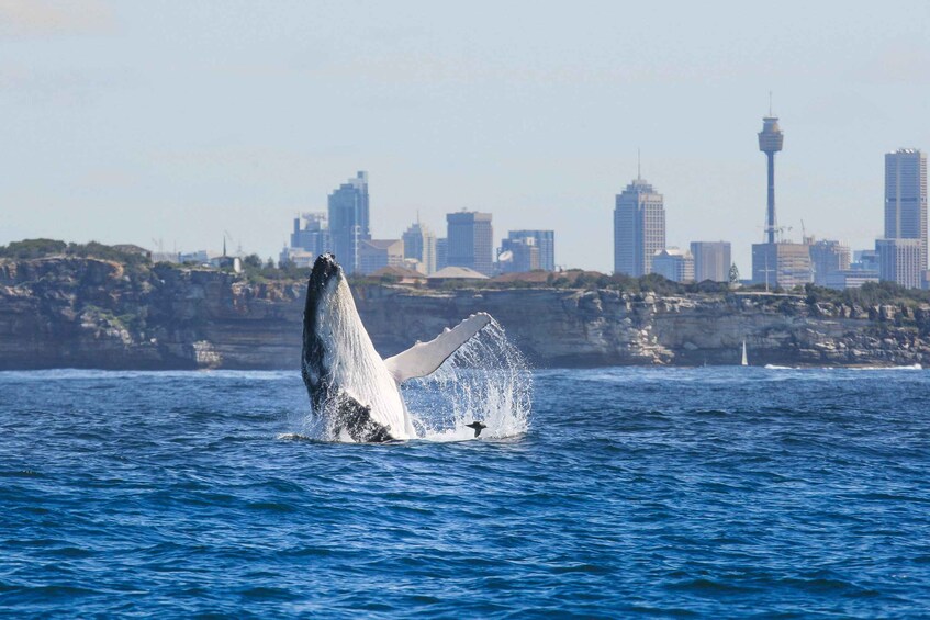 Picture 3 for Activity Sydney: 2-hour Express Whale Watching Cruise