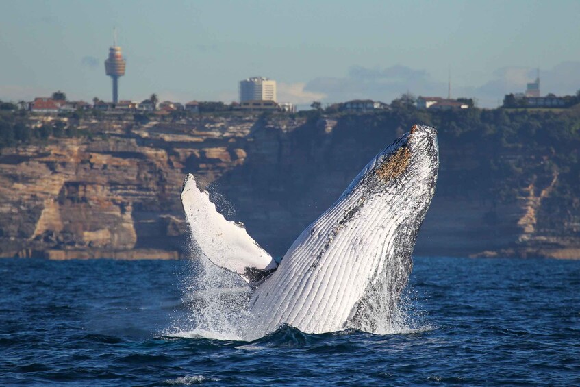 Picture 1 for Activity Sydney: 2-hour Express Whale Watching Cruise