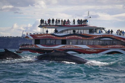 Sydney: 2-stündige Express-Walbeobachtungstour