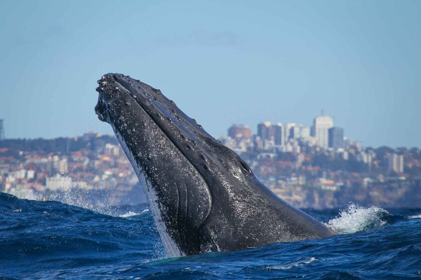 Picture 2 for Activity Sydney: 2-hour Express Whale Watching Cruise