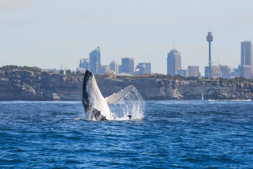 Picture 3 for Activity Sydney: 2-hour Express Whale Watching Cruise