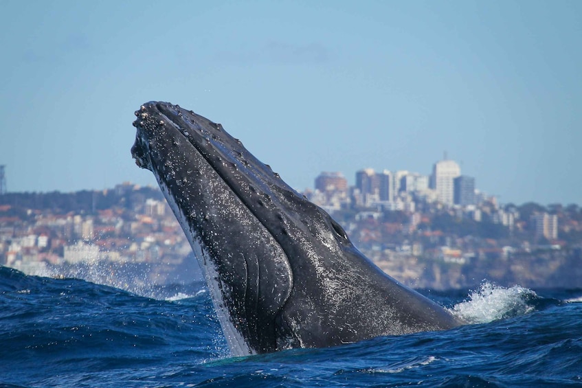 Picture 1 for Activity Sydney: 2-hour Express Whale Watching Cruise