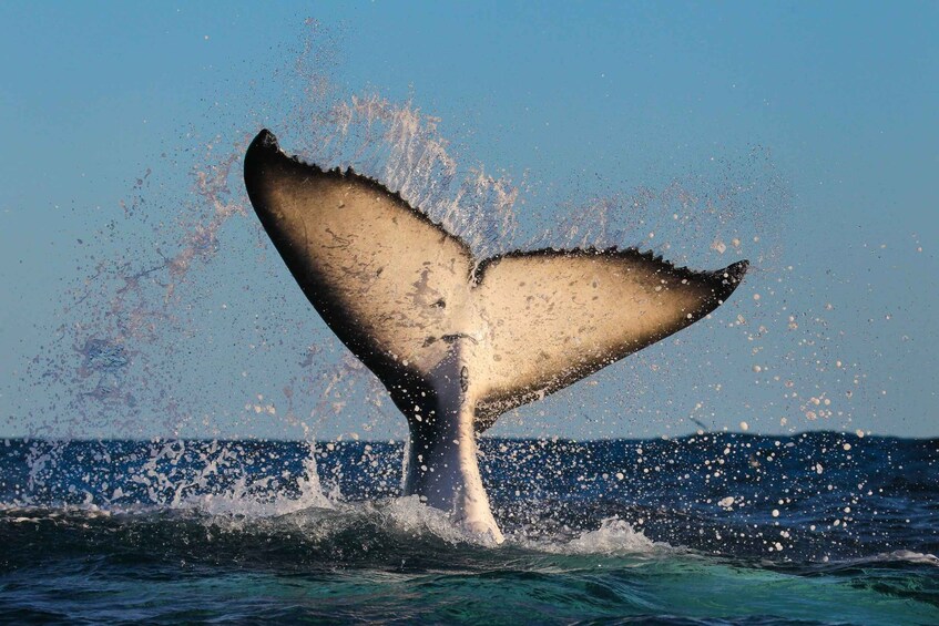 Picture 4 for Activity Sydney: 2-hour Express Whale Watching Cruise