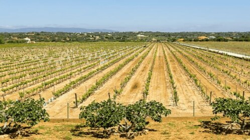 Algarve's Classic Wine Tasting