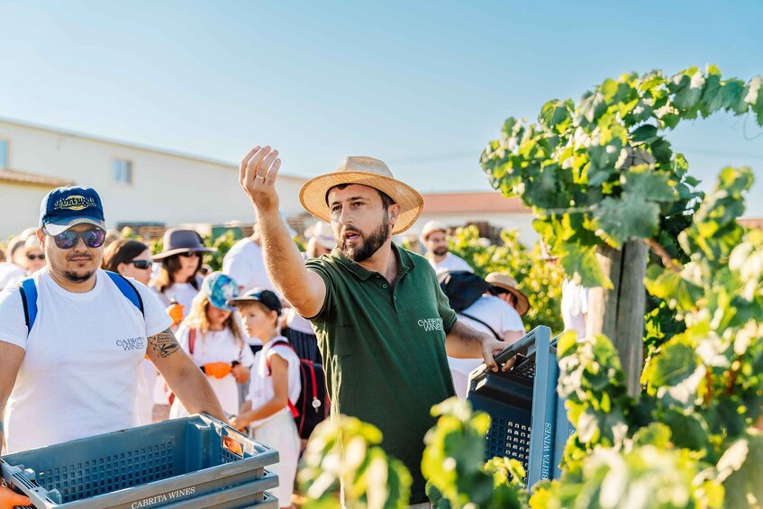 Picture 4 for Activity Algarve's Classic Wine Tasting