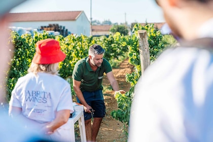 Algarve: Tour del vino classico e degustazione a Silves