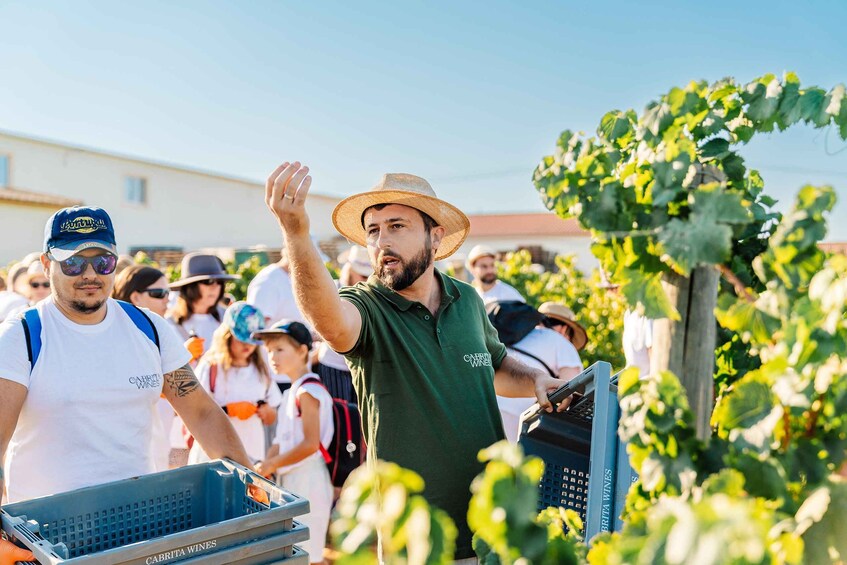 Picture 4 for Activity Algarve's Classic Wine Tasting