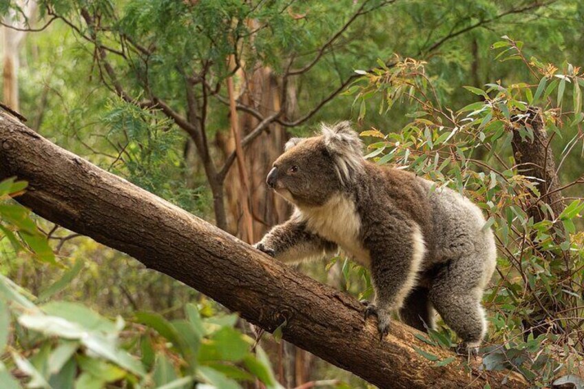 Wings & Wilds of Canberra: Tidbinbilla Half-Day Private Tour