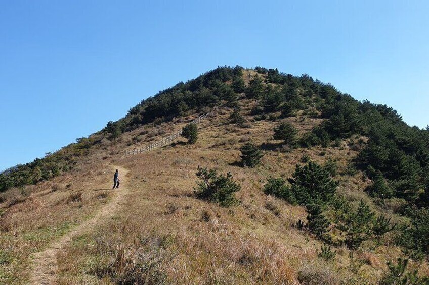 Jeju Mt. Hallasan hiking or Oreum Volcanic Cone Day TOUR