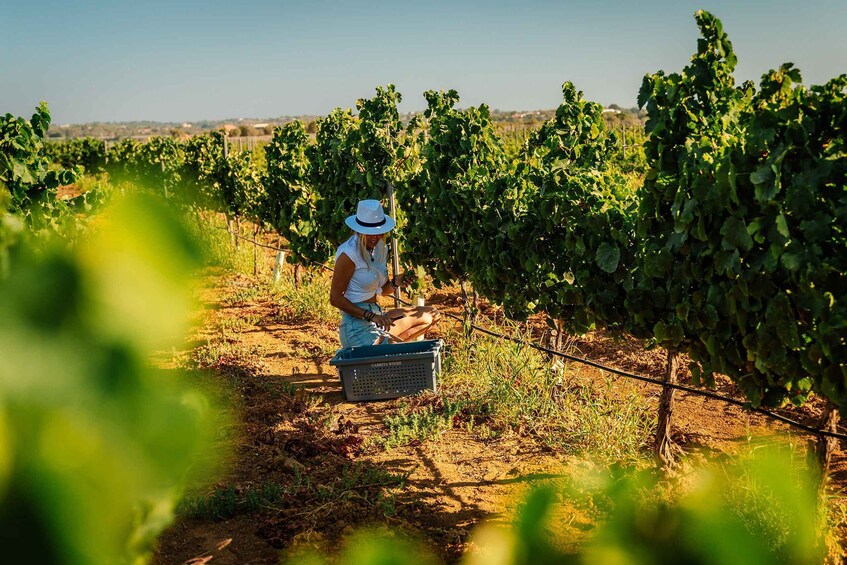 Picture 2 for Activity Silves: Algarve Vineyard Tour with Premium Wine Tasting