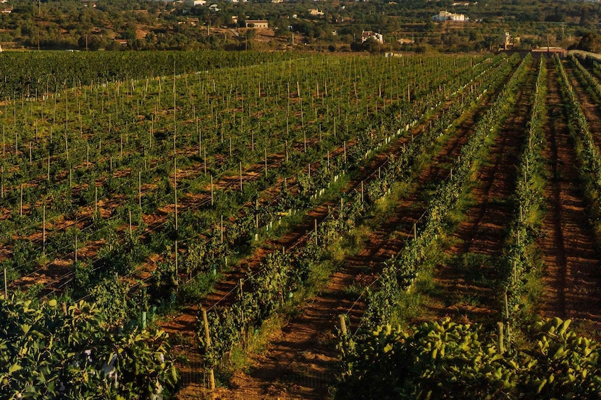 Silves: Algarve Vineyard Tour with Premium Wine Tasting