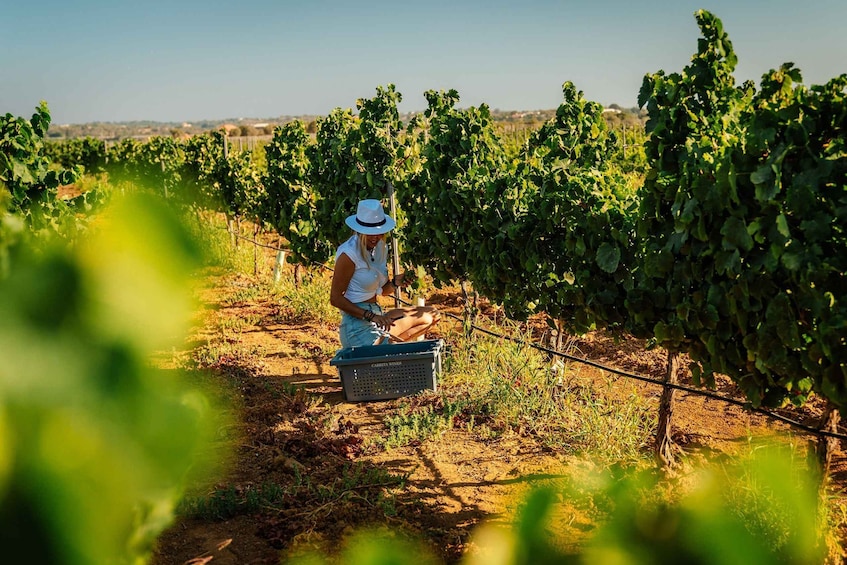 Picture 2 for Activity Silves: Algarve Vineyard Tour with Premium Wine Tasting
