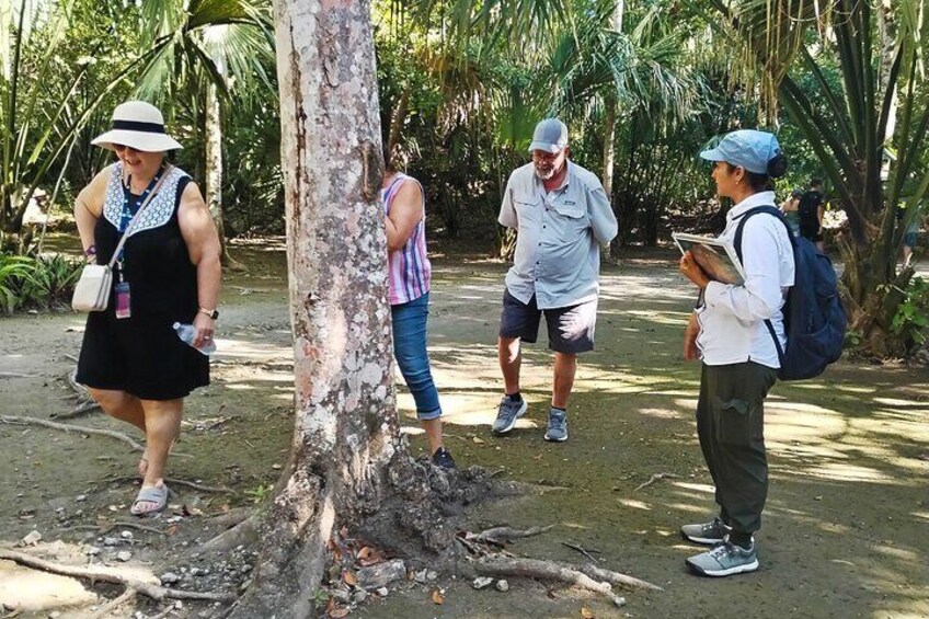 Private Tour Chacchoben Mayan Ruins from Costa Maya